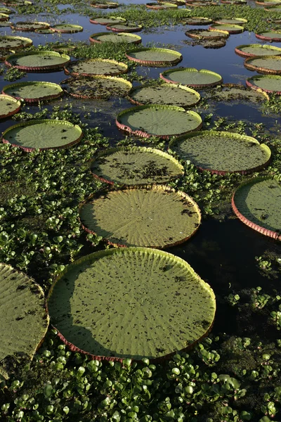 Giant Amazon water lily, Victoria amazonica — Stock Photo, Image