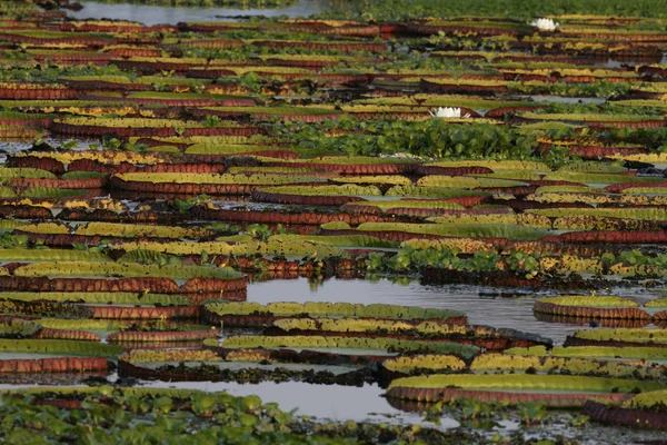 Giant Amazon water lily, Victoria amazonica — Stock Photo, Image