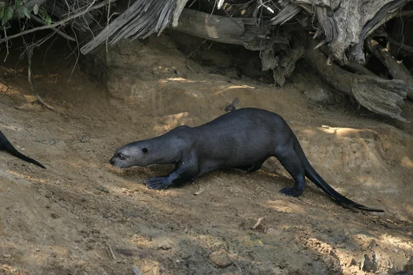 Gigant-Wydra, pteronura brasiliensis — Zdjęcie stockowe