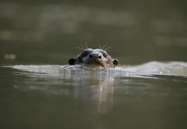 Nutria de río gigante, Pteronura brasiliensis — Foto de Stock