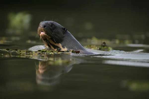 Giant-river otter, Pteronura brasiliensis — Stock Photo, Image