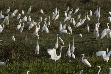 Büyük balıkçıl, Ardea alba