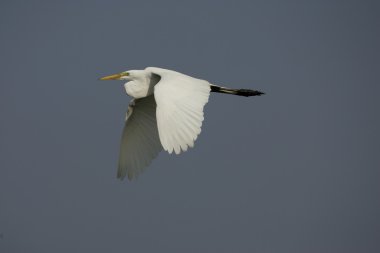 Büyük balıkçıl, Ardea alba