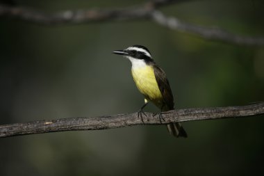 büyük kiskadee, pitangus sulphuratus