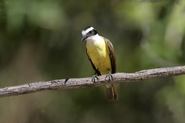 büyük kiskadee, pitangus sulphuratus