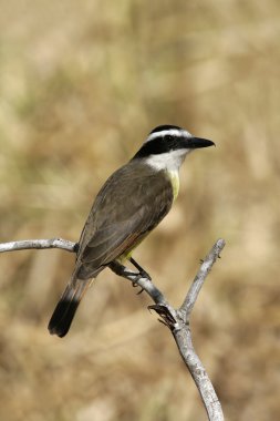 büyük kiskadee, pitangus sulphuratus
