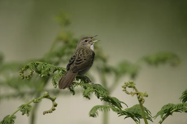 Reinita de saltamontes, locustella naevia —  Fotos de Stock