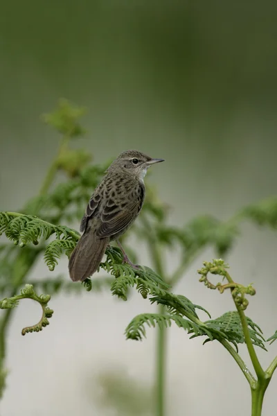 Reinita de saltamontes, locustella naevia — Foto de Stock