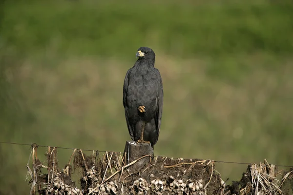 Stor svart-hawk, buteogallus urubitinga — Stockfoto