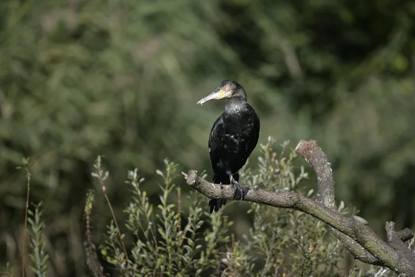 Great Cormorant, Phalacrocorax carbo — Stock Photo, Image