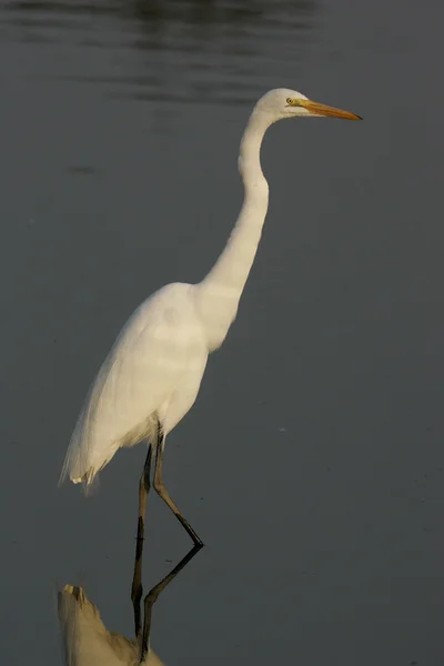 Great egret, Ardea alba — Stock Photo, Image