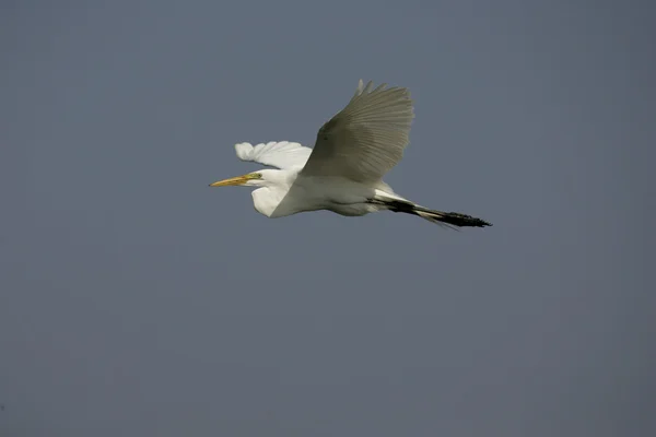 Grande aigrette, Ardea alba — Photo