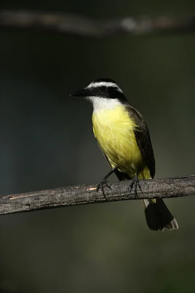 Grande kiskadee, Pitangus sulphuratus — Foto Stock