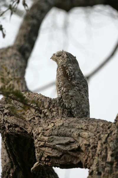 Gran potoo, Nyctibius grandis — Foto de Stock