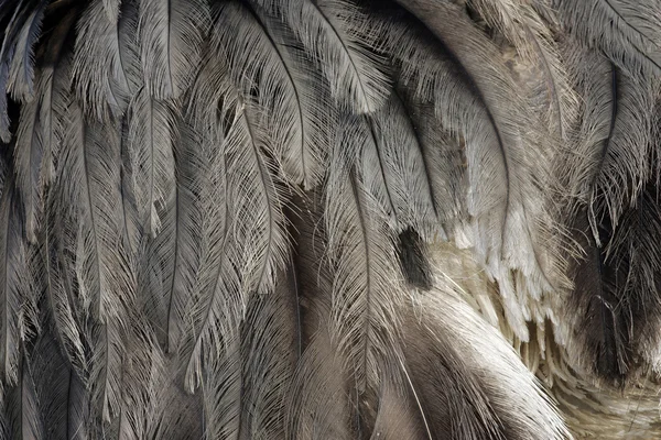 Grotere rhea, rhea americana — Stockfoto