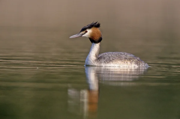 Grebe de gran cresta, Podiceps cristatus — Foto de Stock