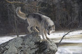 Grauwolf, canis lupus