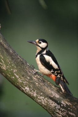 büyük bir ağaçkakan, dendrocopos major