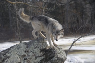 gri kurt, canis lupus