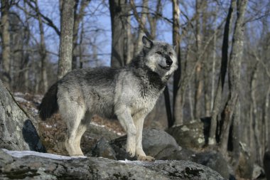 gri kurt, canis lupus