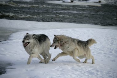 gri kurt, canis lupus