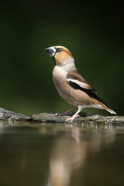 Bayağı Kocabaş, Kocabaş coccothrauste,