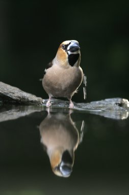 Bayağı Kocabaş, Kocabaş coccothrauste,