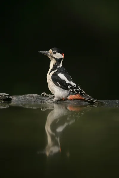 Picchio maculato, Dendrocopos major — Foto Stock