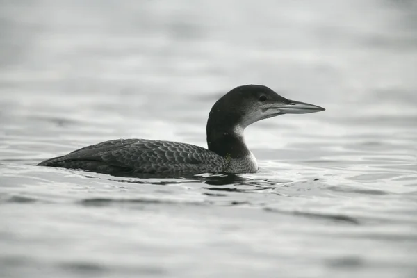 Great-northern diver, Gavia immer — Stock Photo, Image