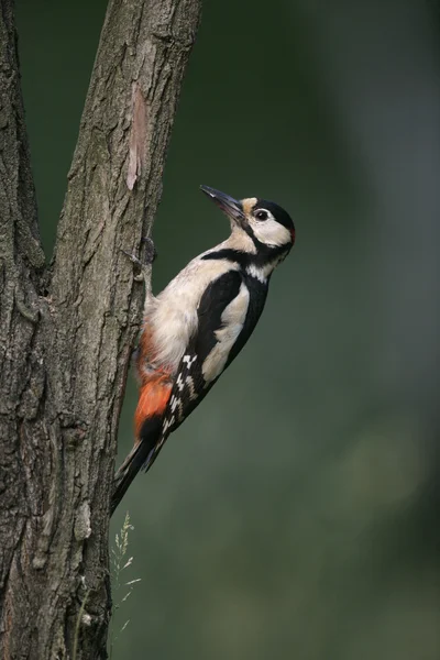 Grote bonte specht, dendrocopos major — Stockfoto