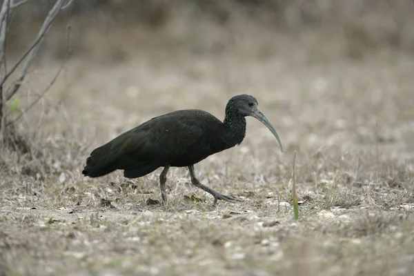 Grön ibis, mesembrinibis cayennensis — Stockfoto