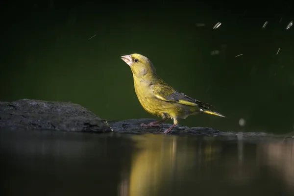 Greenfinch, Carduelis chloris — Zdjęcie stockowe