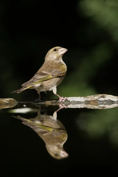 Verderón común, carduelis chloris —  Fotos de Stock