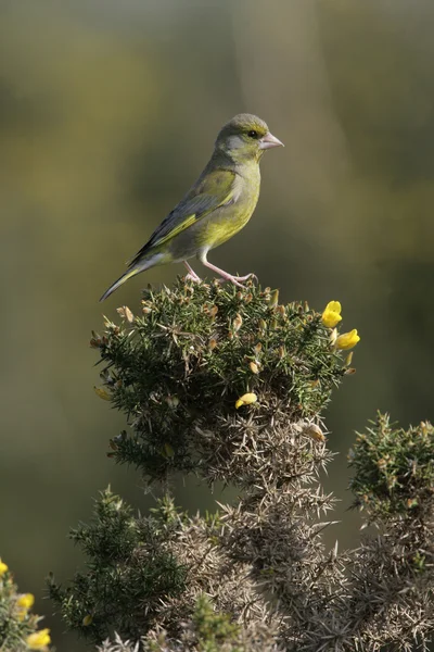 Grünfink, Carduelis chloris — Stockfoto