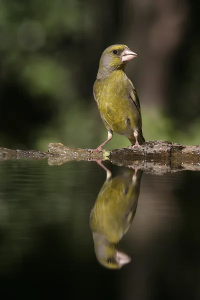 Verdone, Carduelis chloris — Foto Stock