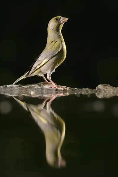 Grünfink, Carduelis chloris — Stockfoto