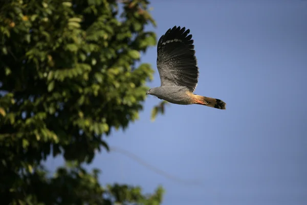 Halcón gris, Buteo plagiatus — Foto de Stock