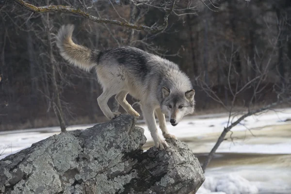 Lobo cinzento, canis lupus — Fotografia de Stock