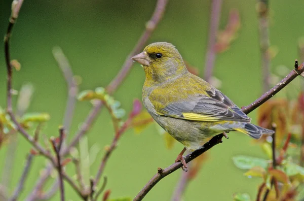 Greenfinch, Carduelis chloris — Stock Photo, Image