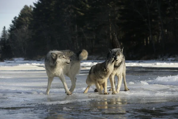 灰色オオカミ、カニスルプス — ストック写真
