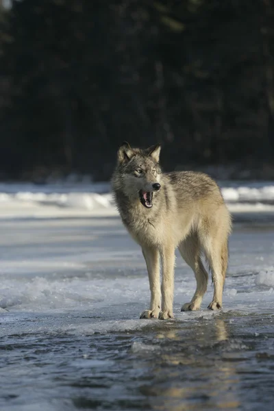 Grå ulv, canis lupus – stockfoto