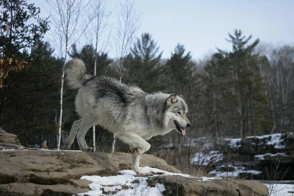 Lobo cinzento, canis lupus — Fotografia de Stock