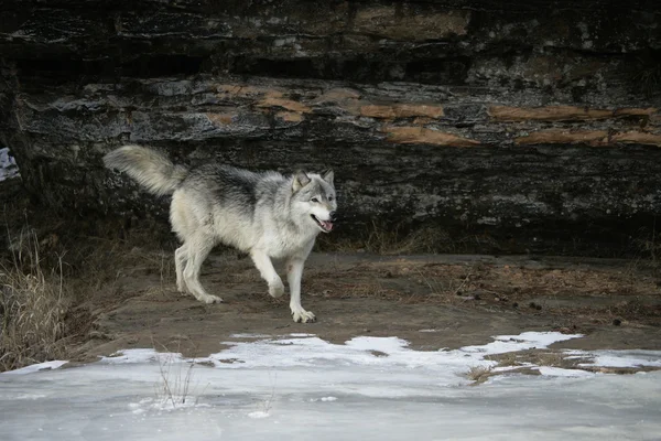 Lobo cinzento, canis lupus — Fotografia de Stock