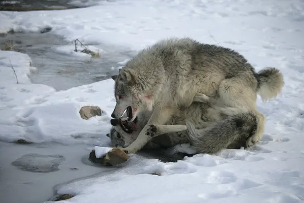 Šedý vlk, vlk — Stock fotografie