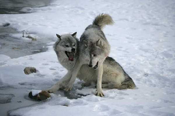 Lobo cinzento, canis lupus — Fotografia de Stock