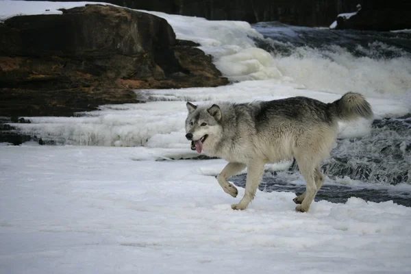 Lobo cinzento, canis lupus — Fotografia de Stock