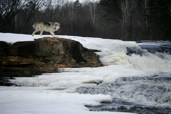 Grå varg, canis lupus — Stockfoto