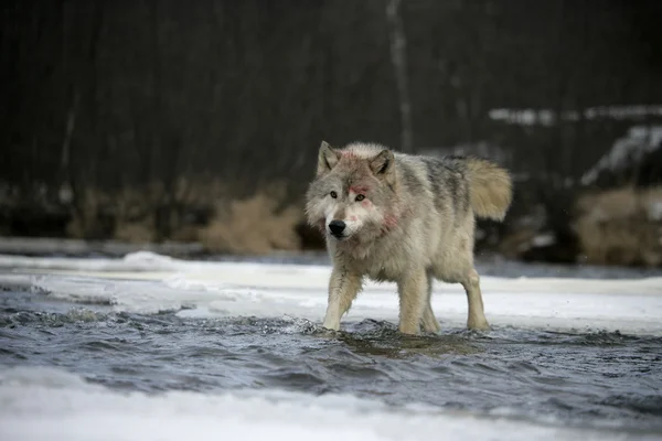 Lobo cinzento, canis lupus — Fotografia de Stock