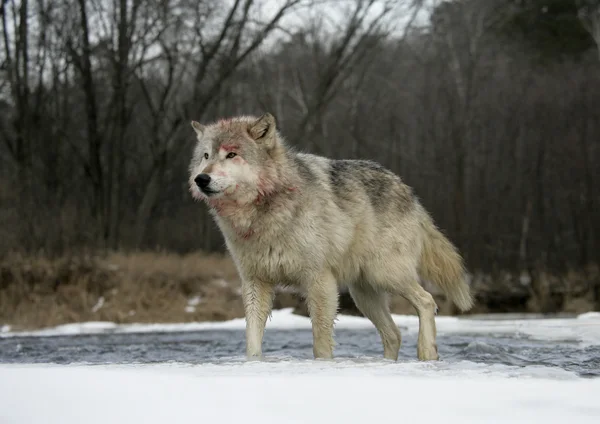Grå varg, canis lupus — Stockfoto