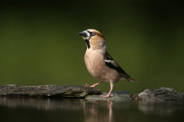 Hawfinch, Coccothraustes coccothrauste, — Stockfoto